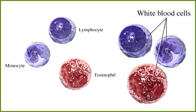 plant cell structure