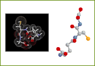 plant cell structure
