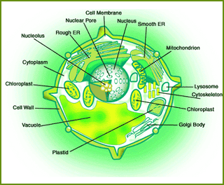 plant cell structure